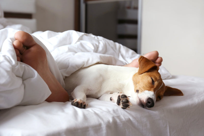 Huisdieren in de slaapkamer: tips, voor- en nadelen