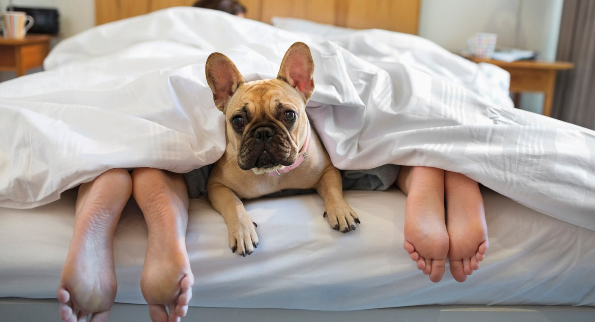 Metalen Bed vs Boxspring vs Houten Bed: De Ultieme Vergelijking
