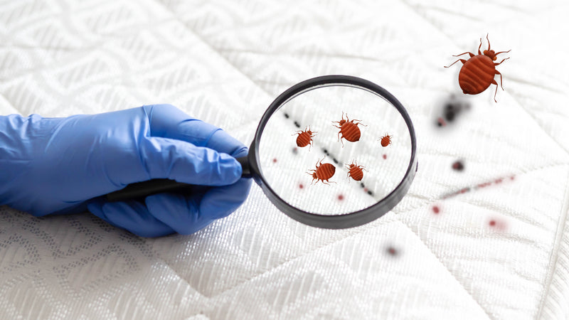 How do you prevent and control dust mites in your bed? - FerroBellissimo